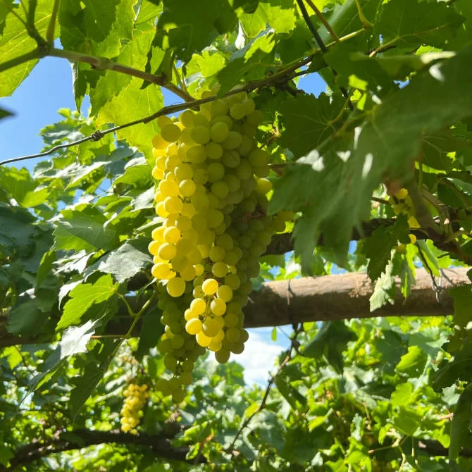 Turpan Grape Valley