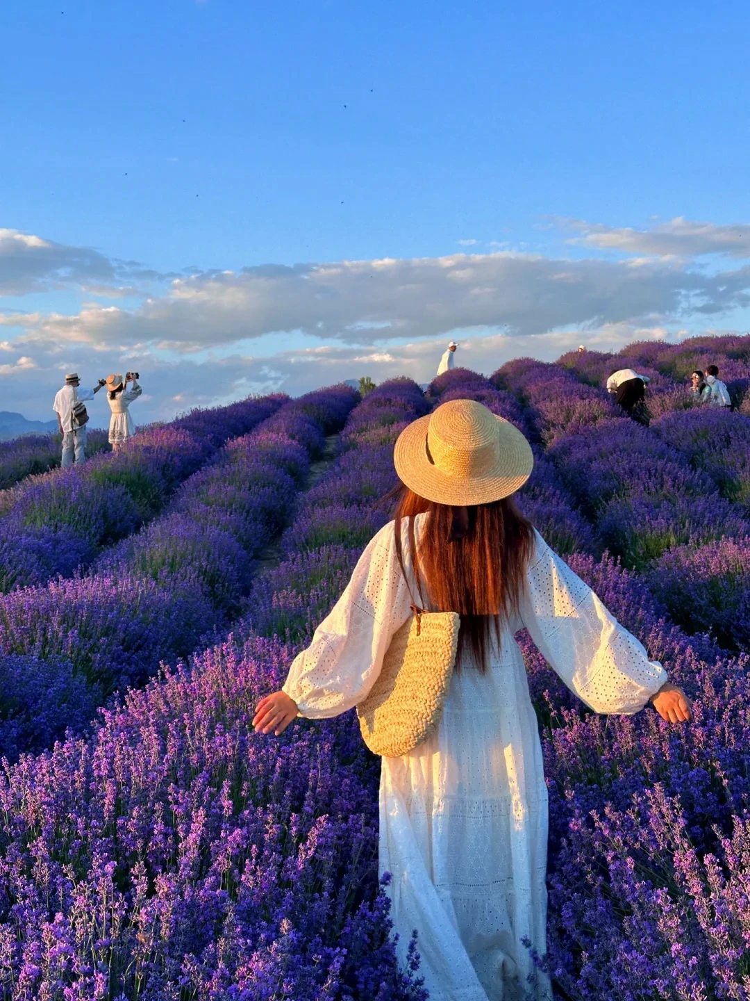 Yining Lavender
