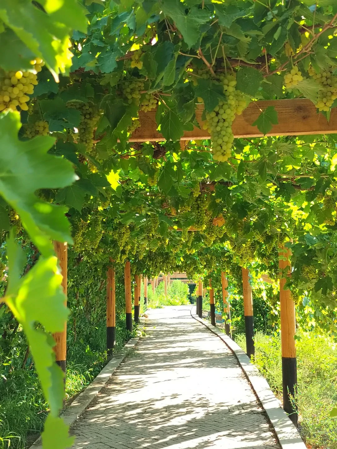 Grape Valley Scenery