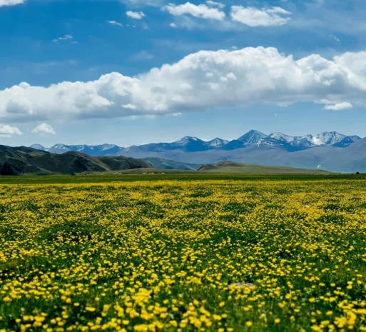 Bayanbulak Grassland